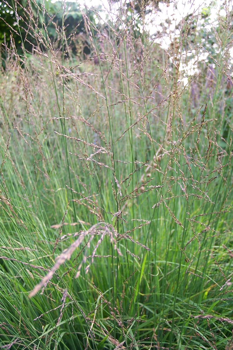 Molinia caerulea subsp. caerulea 'Edith Dudzus'